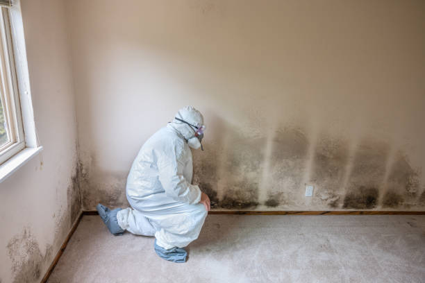  Asheville, NC Mold Prevention & Removal Pros